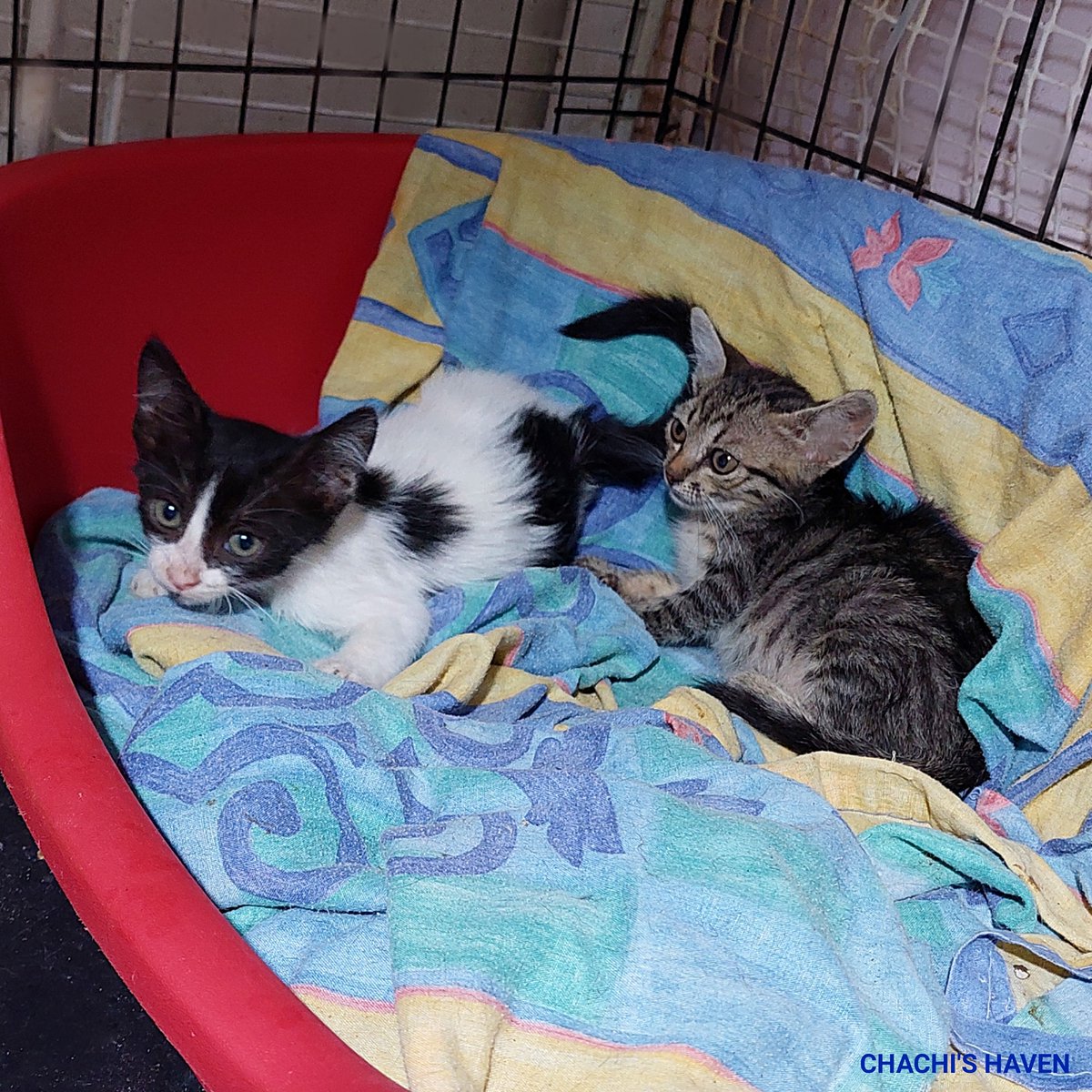 chachi_haven's tweet photo. Lots and lots of kitten photo's. These are the kittens who were found sitting with their poor deceased mom. They are making progress everyday and are purring and starting to enjoy life. 😻

https://t.co/mfPNIRyLcF https://t.co/DKHhDvl7m7