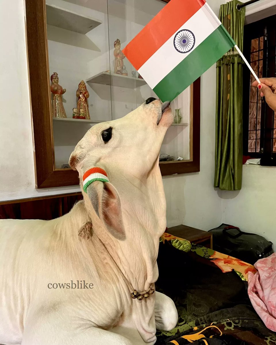 cowsblike's tweet photo. #15August2022 #cowsblike https://t.co/RwIQqVYspB