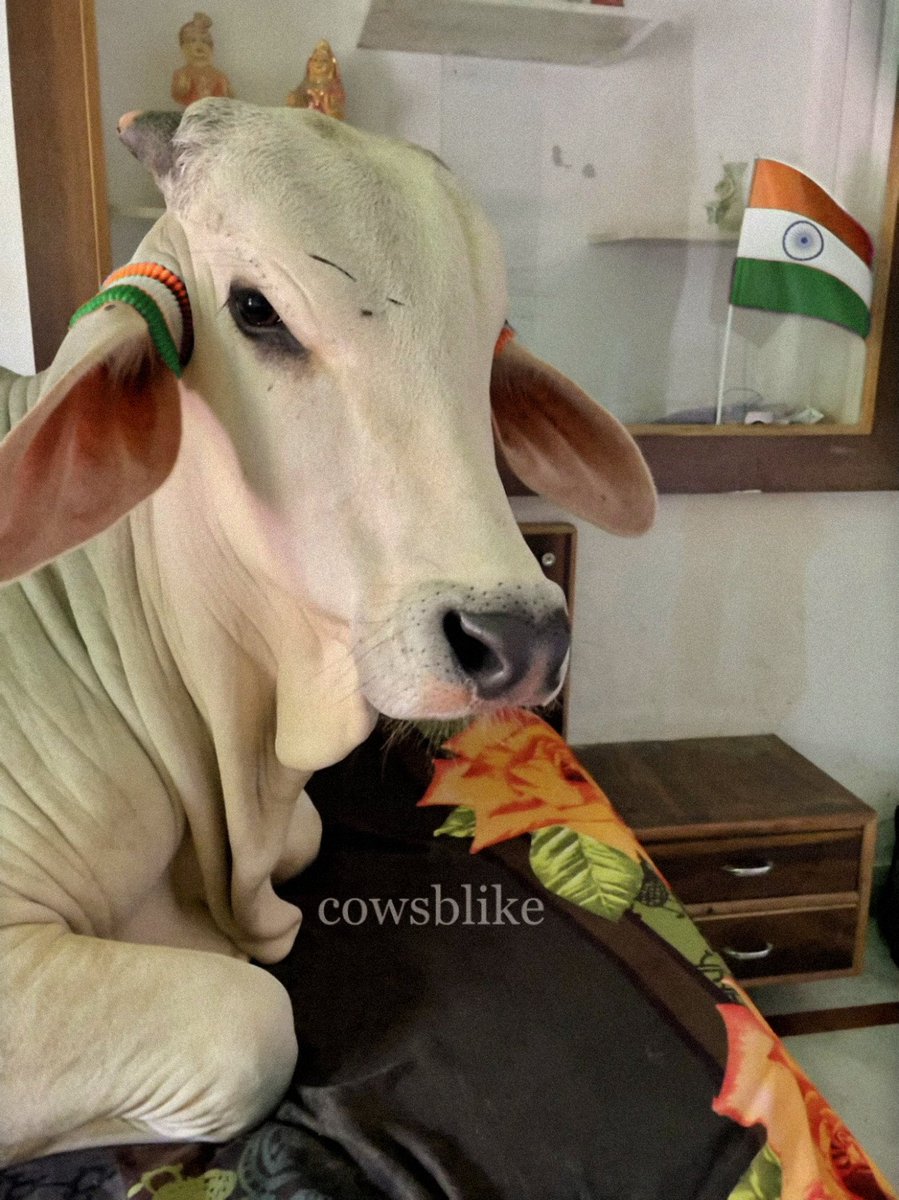 cowsblike's tweet photo. #15August2022 #cowsblike https://t.co/RwIQqVYspB