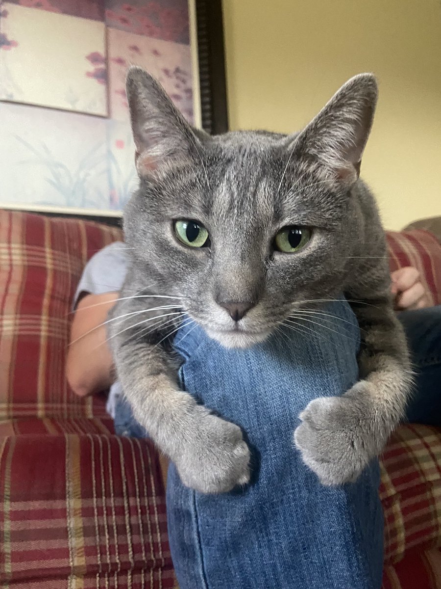 ThatPinto's tweet image. I think my cat might love my boyfriend more than I do