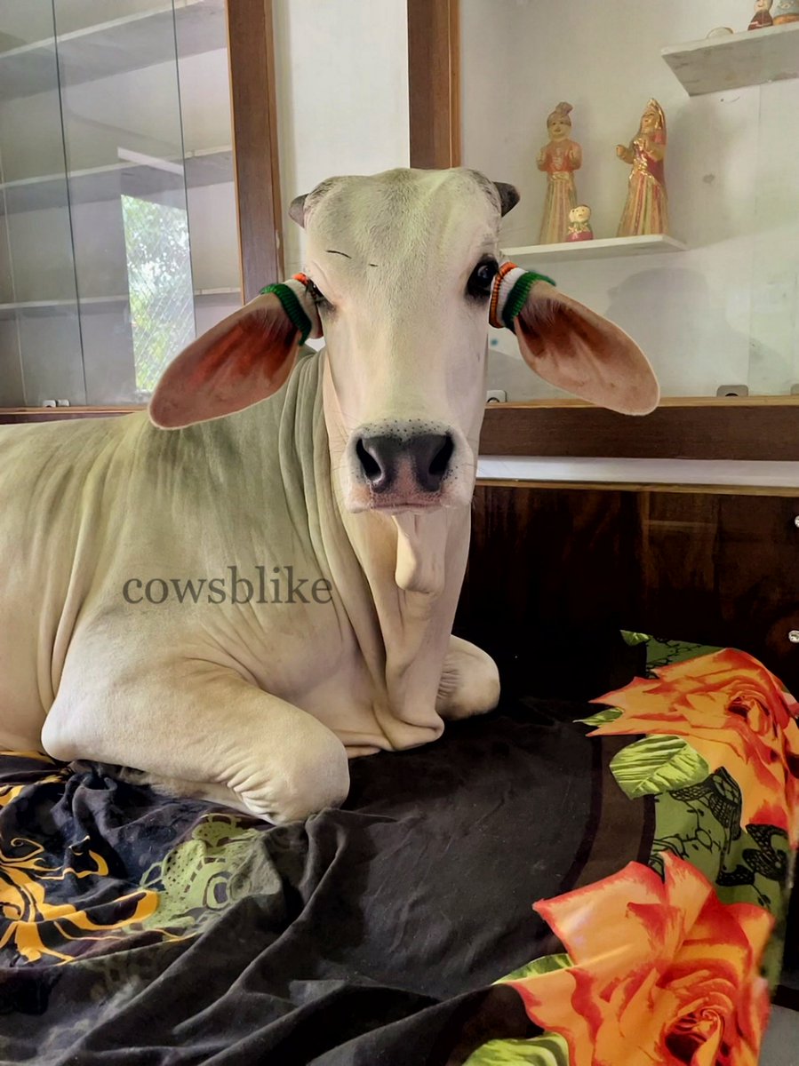 cowsblike's tweet photo. #15August2022 #cowsblike https://t.co/RwIQqVYspB