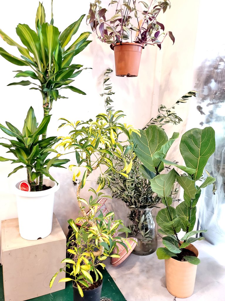 ゴムの木 Twitter Search Twitter