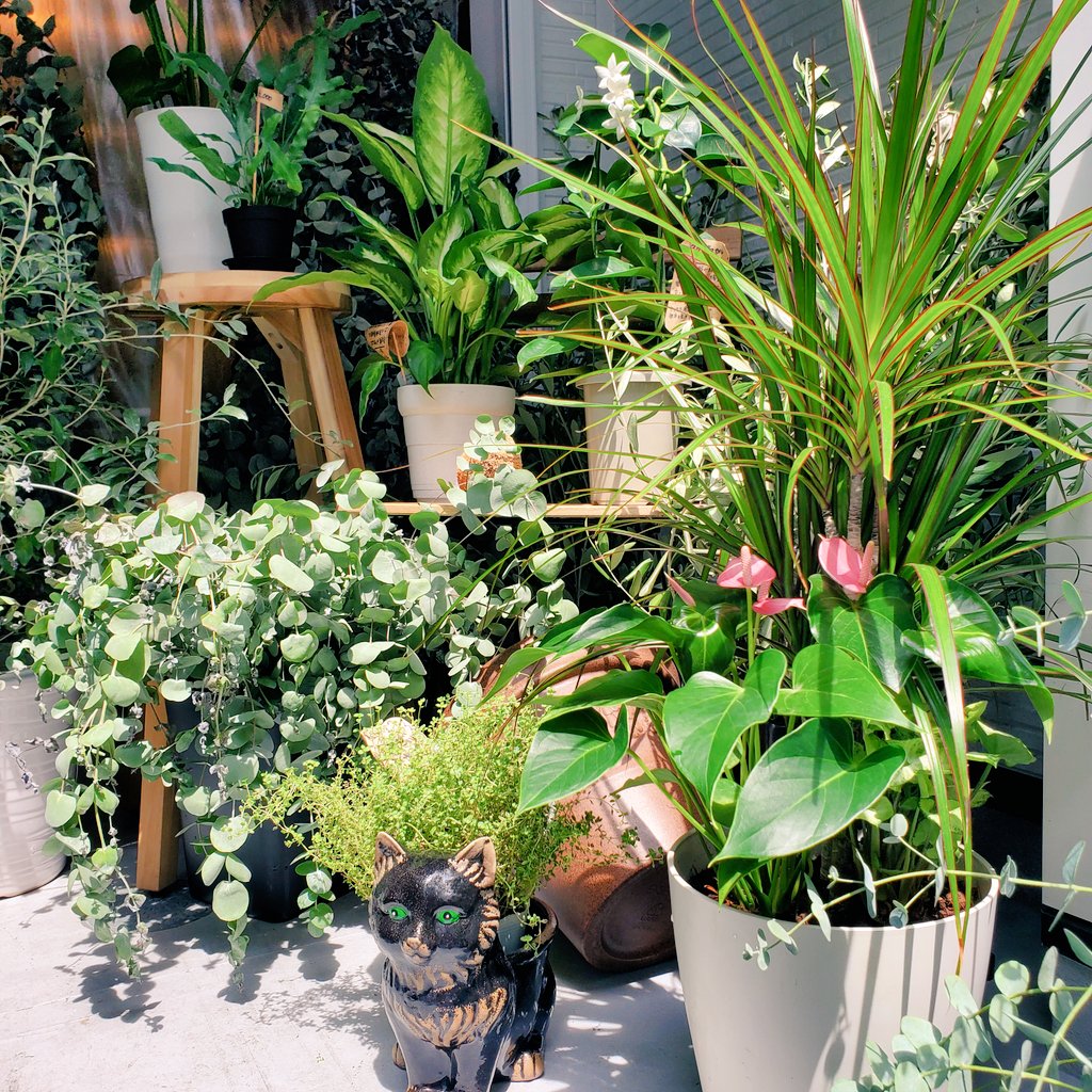 ゴムの木 Twitter Search Twitter