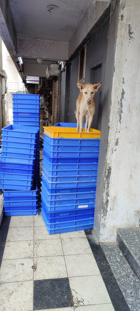 SunnyFlrd's tweet photo. @TheMeghalayan Herez more...
Location: Anand (gujarat) https://t.co/ENqKAkbIeL