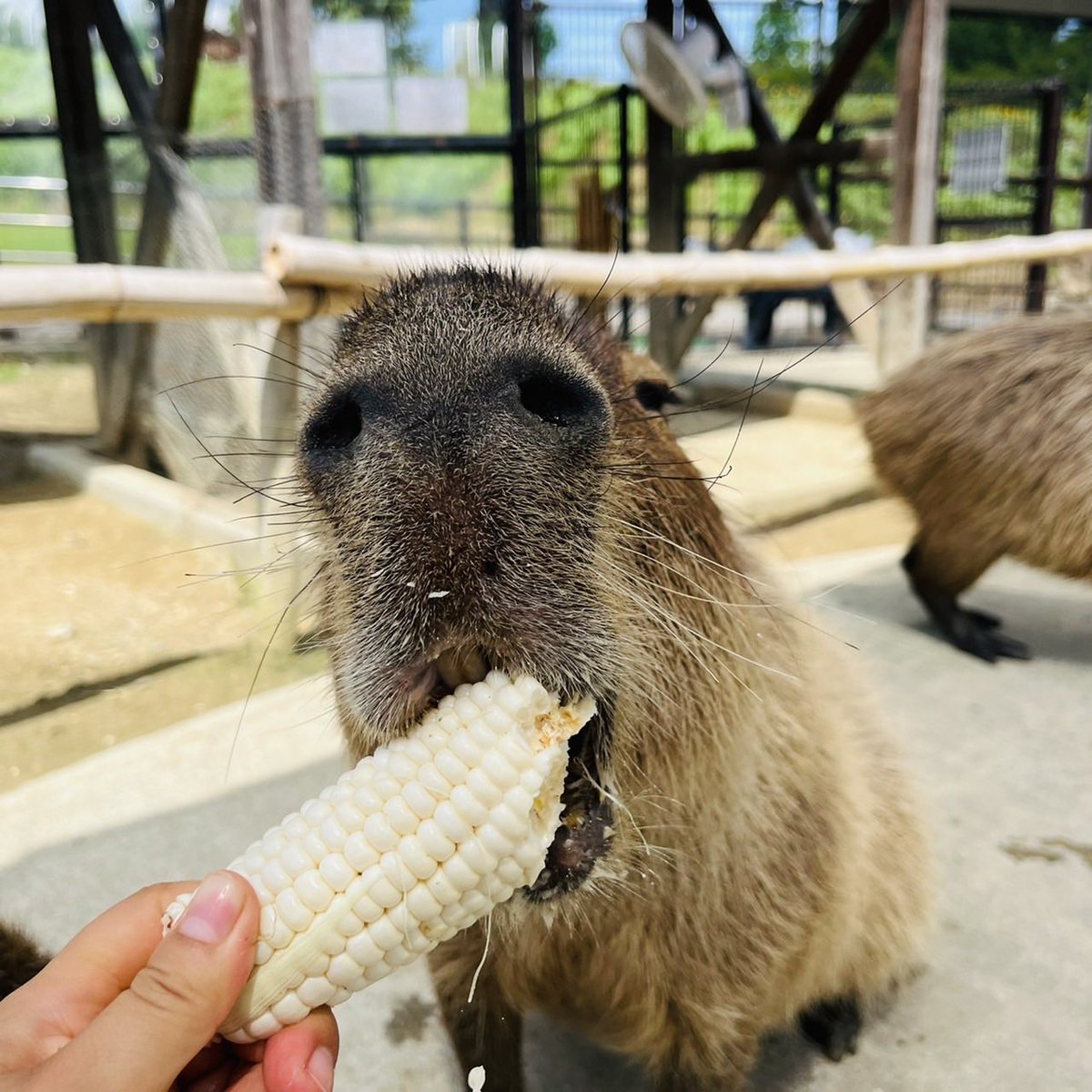 ＃カピバラ のもぐもぐタイム💕
大好きな ＃トウモロコシ をむしゃむしゃ🤤🌽✨
普通のトウモロコシと白いトウモロコシ!!
どちらが好きなのかな〜〜？？？
…どちらも美味しそうに食べてくれました🥰

#もぐもぐタイム #ハーベストの丘 ＃夏休み #動物 #自然 #公園 #ふれあい #イベント #大阪 #堺市