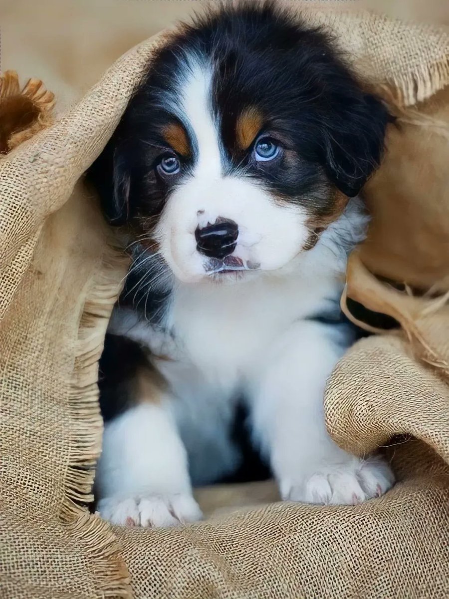 Cute Animals tweet media