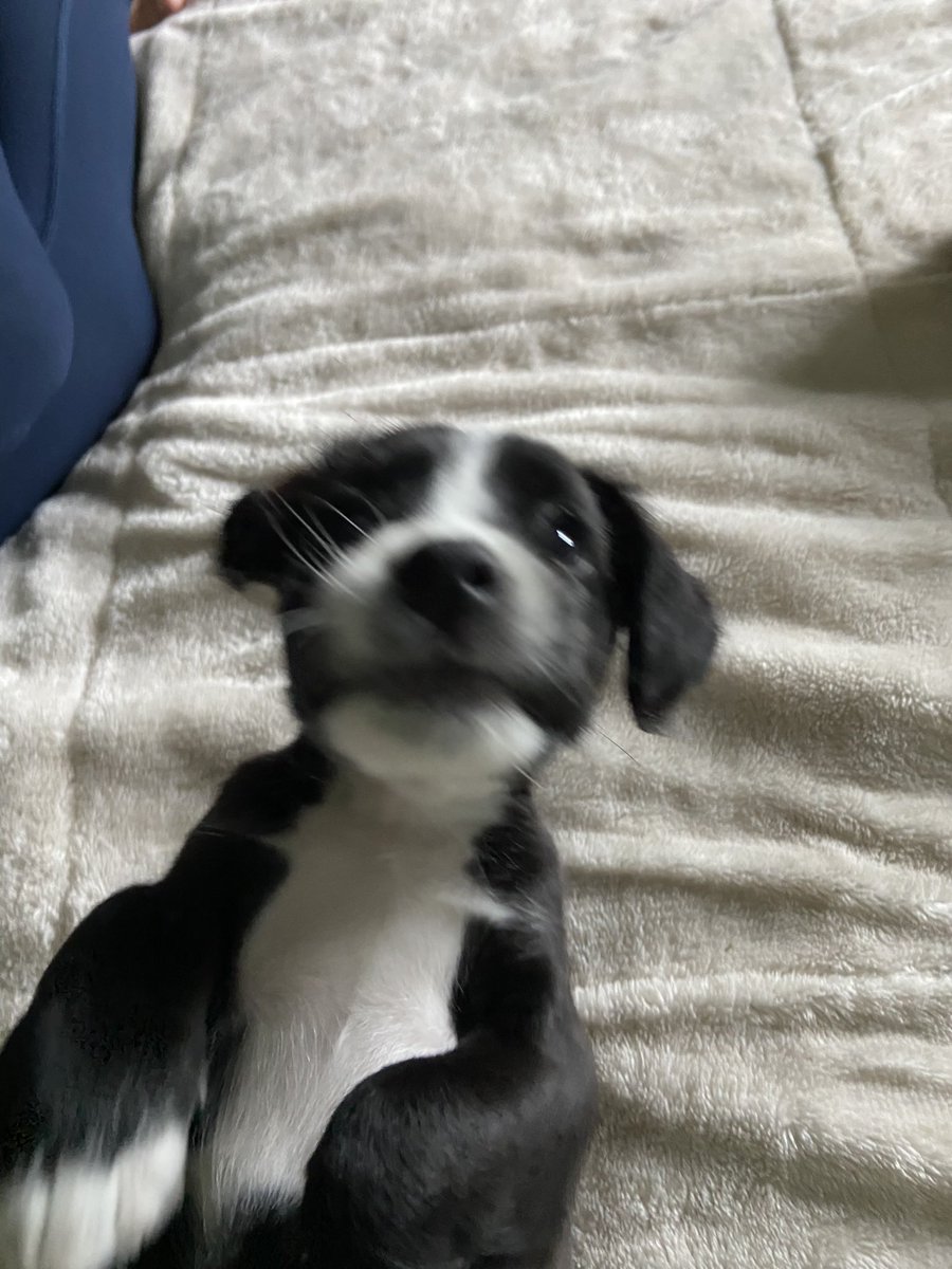 DaniGilbert01's tweet photo. Meet Hatch https://t.co/yNigG4pI7K