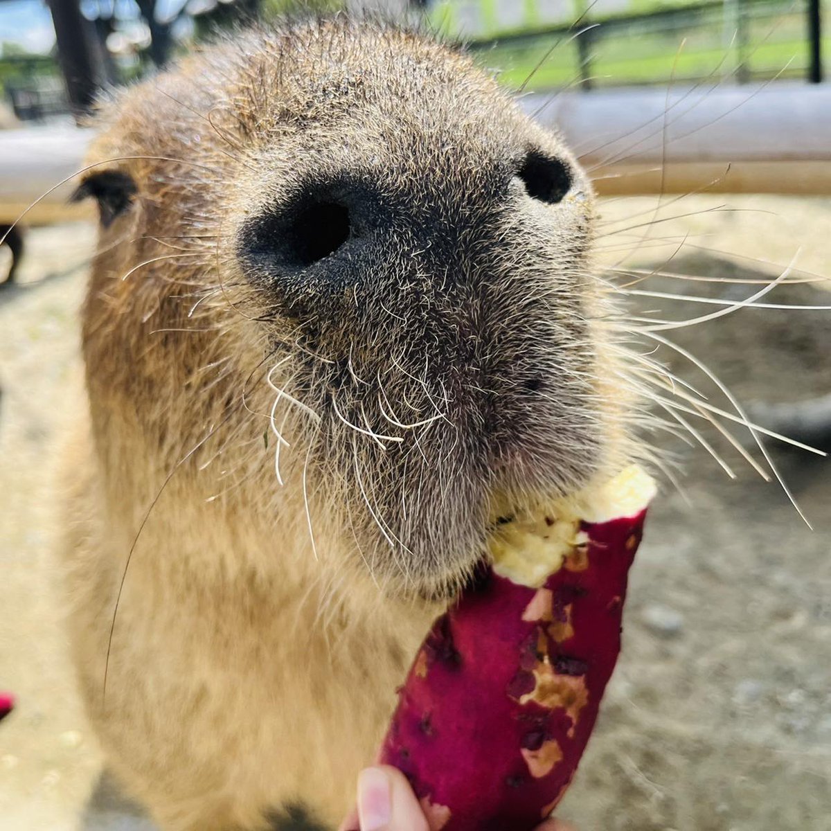 カピバラのもぐもぐタイム💕

大きなさつまいもを
「あーーっむ!!😋」

幸せのお顔頂きました📸✨

いっぱい食べて今日も頑張ろう‼️

#カピバラ #さつまいも #もぐもぐタイム ＃夏休み #ハーベストの丘 #動物 #自然 #公園 #のんびり #ふれあい #イベント #遊ぶ #体験 #花 #大阪 #堺市