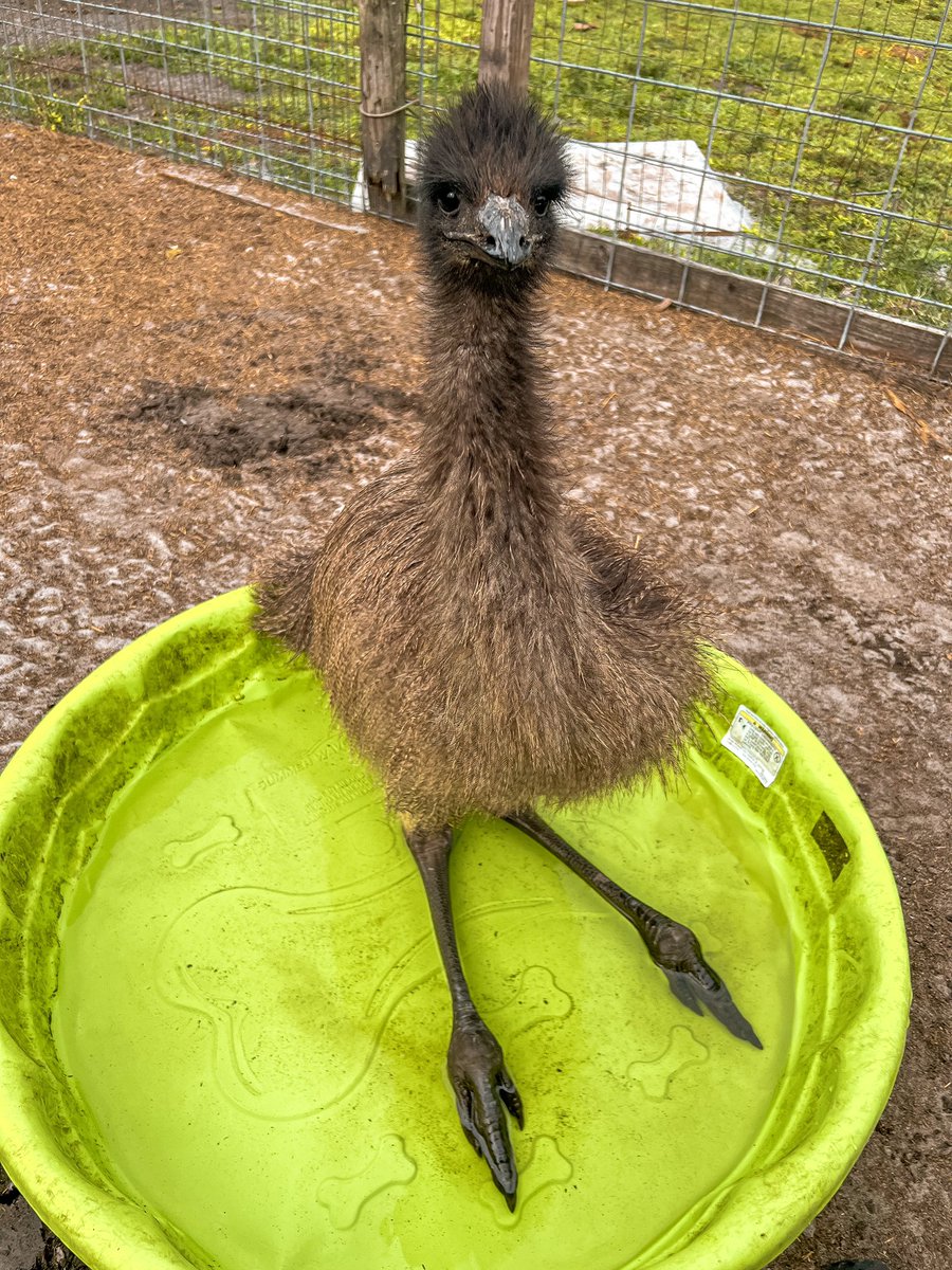 The highlight of my day was Emily enjoying the new pool that we got her🥹