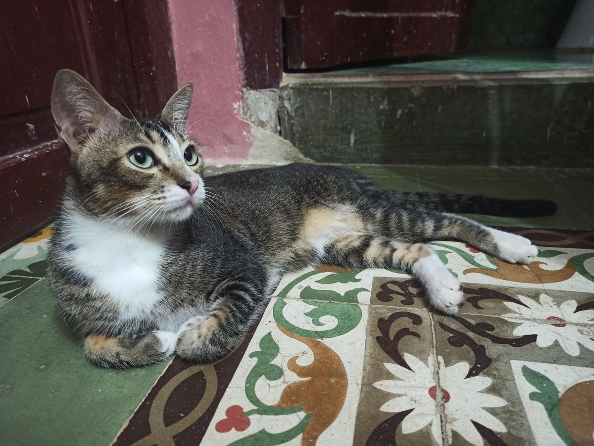 dsdovale's tweet photo. @Mjwriter2 @GorditoGatito2 @YadiraAlBet @CubanSupernova Mi gato... https://t.co/6tSYCmAYg9