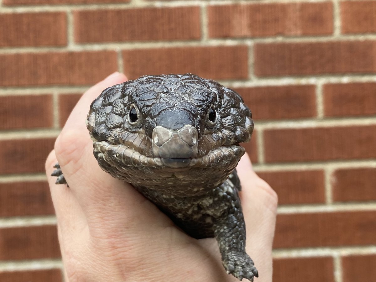 ScaredOfBees's tweet photo. Happy World Lizard Day! #worldlizardday #reptile #lizard #tiliqua #tiliquarugosaaspera #skink #shingleback #bobtail #sleepylizard https://t.co/F9HGFZHF3O