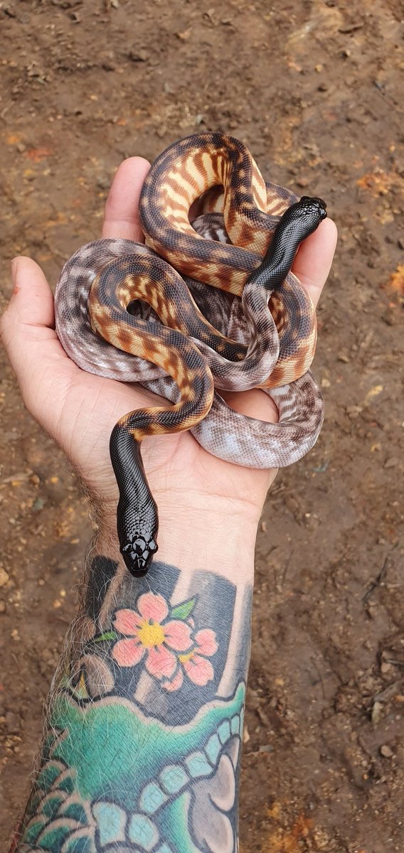 A couple of awesome BHPs I bred this year