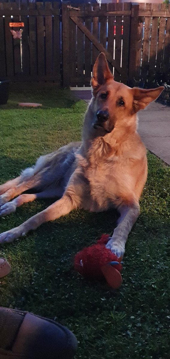 gp_gsd's tweet photo. Our big Doggo enjoying her garden in the cool evening air 😍 
#gsdlover     #dogsarefamily #dogsoftwitter https://t.co/HoRy5ujE2r