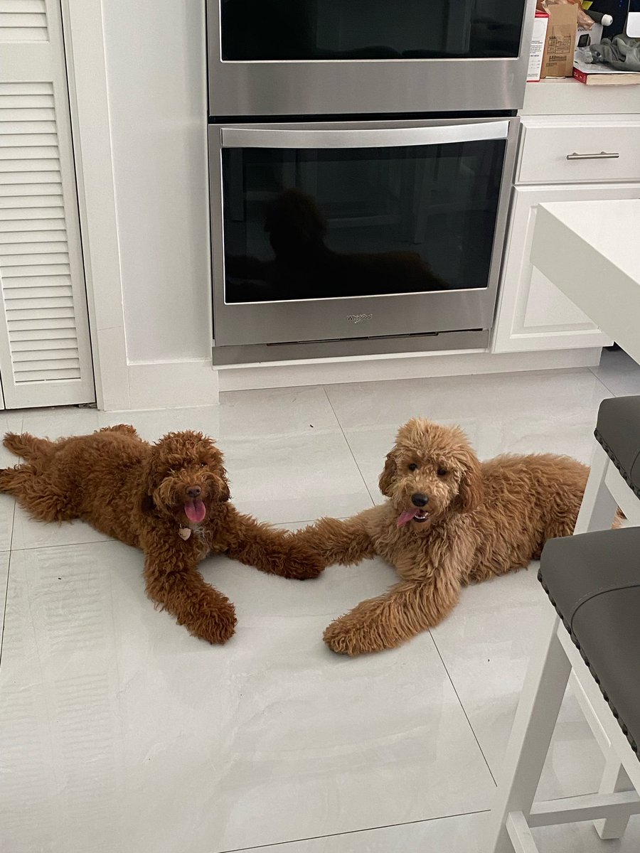 marthaaochoa's tweet photo. @tonyposnanski Hope these two make you as happy as they make me! ♥️ feel better https://t.co/4j5qT6mXDD