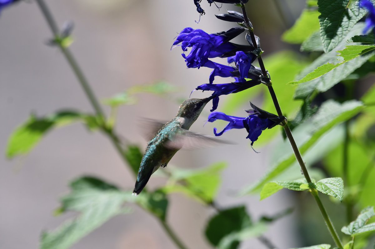 Today in #heathersgarden in #fttryonpark #forttryonpark #nycparks #hummingbird #hummingbirdsoftwitter
