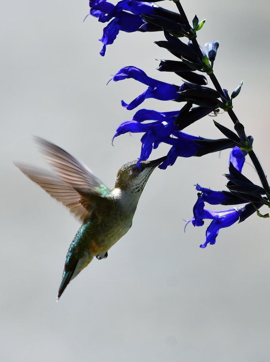 Siouxcq523's tweet photo. Today in #heathersgarden in #fttryonpark #forttryonpark #nycparks #hummingbird #hummingbirdsoftwitter https://t.co/QVjAs7neEr