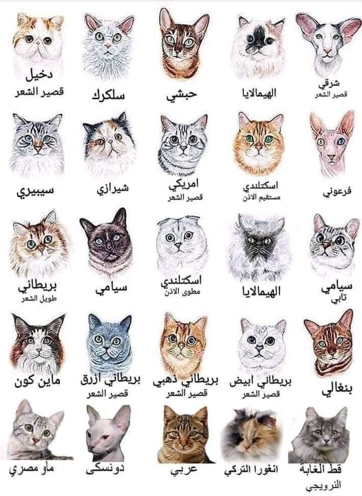 Agronomedz's tweet photo. لمحبي القطط 
Les races  de chat les plus connus dans le monde https://t.co/D9Q4GdnavQ