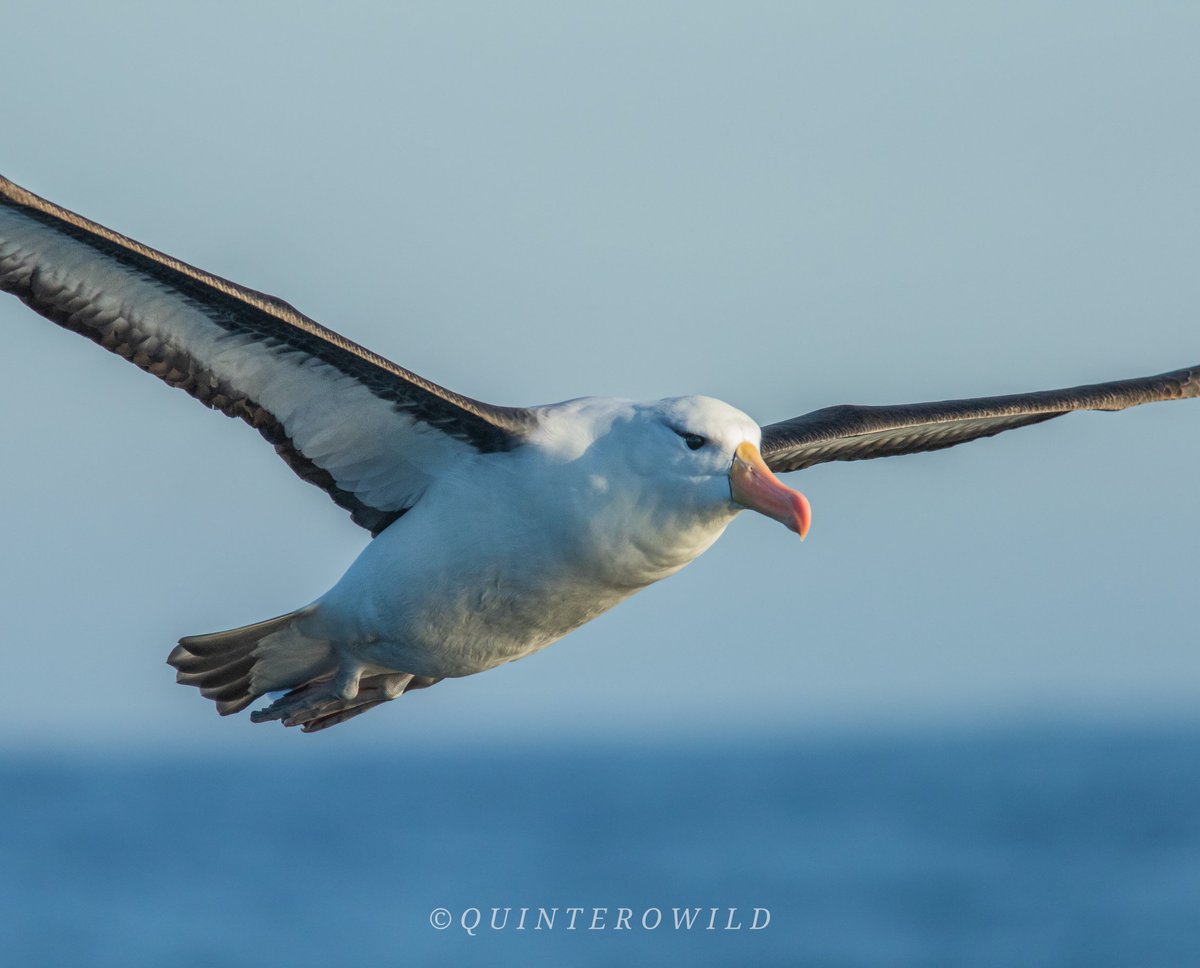 Nicolas Araya - Quintero Wild tweet media