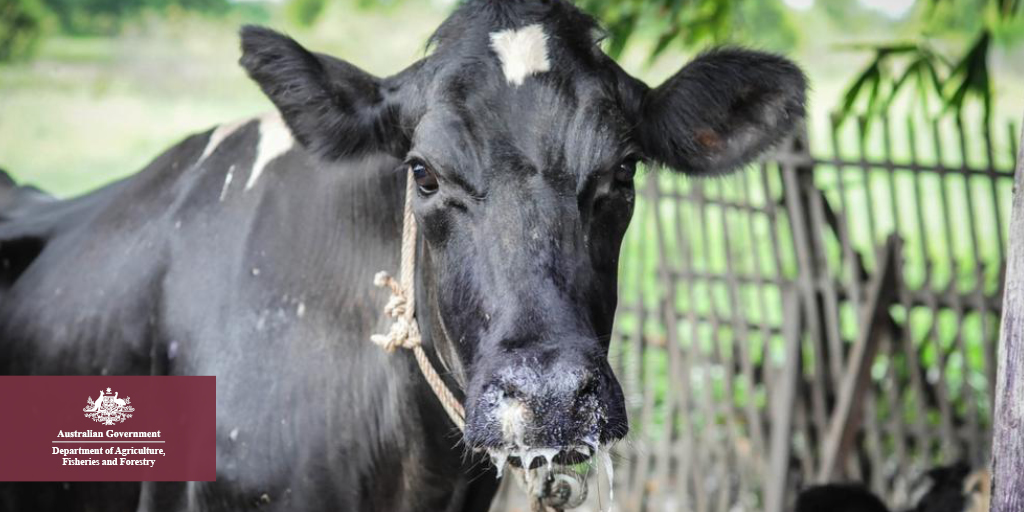 DAFFgov's tweet image. We just put out a special edition of our #BiosecurityMatters enewsletter. Check it out to know more about foot-and-mouth disease: fal.cn/3r1Ct

Don’t miss future editions, subscribe now! fal.cn/3r1Cr