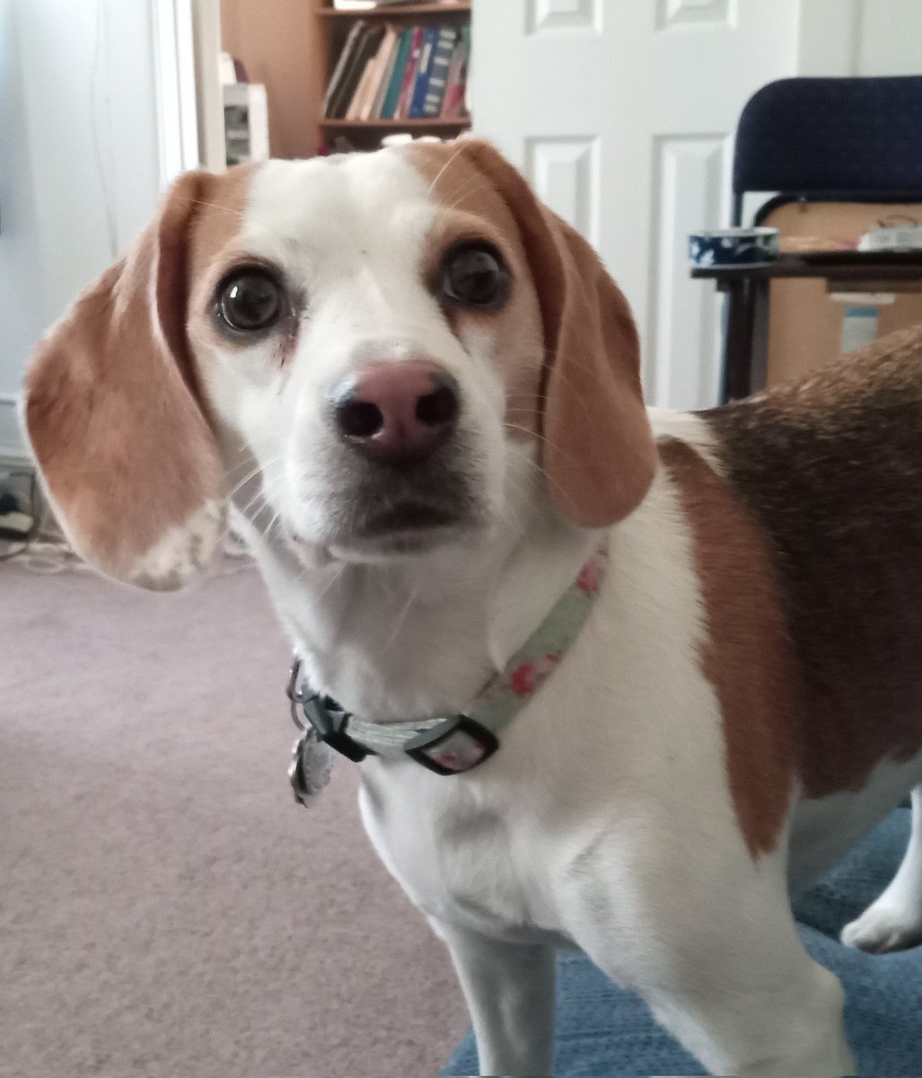 WeeklyBeagle's tweet image. Star Trek? Wiff Captain Kirk? Come on's, Beagle Daddy. Everybuddy knows da bestest Captain a da Enterprise is Porthos. Let's watch dat one.