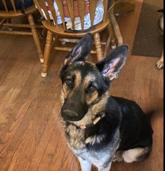 SistersInBiz's tweet photo. Marla - female German Shepherd #LostDog 08/13/22
#Cumberland #RI
Last seen: Diamond Hill Rd/Wrentham Rd
Wearing a pink collar
Cumberland PD and Animal control have been notified
Call Cumberland Police (401)333-2500
Contact:https://t.co/o30UnxrMMz
#RhodeIsand #OceanState https://t.co/NQQnI5Nx3W