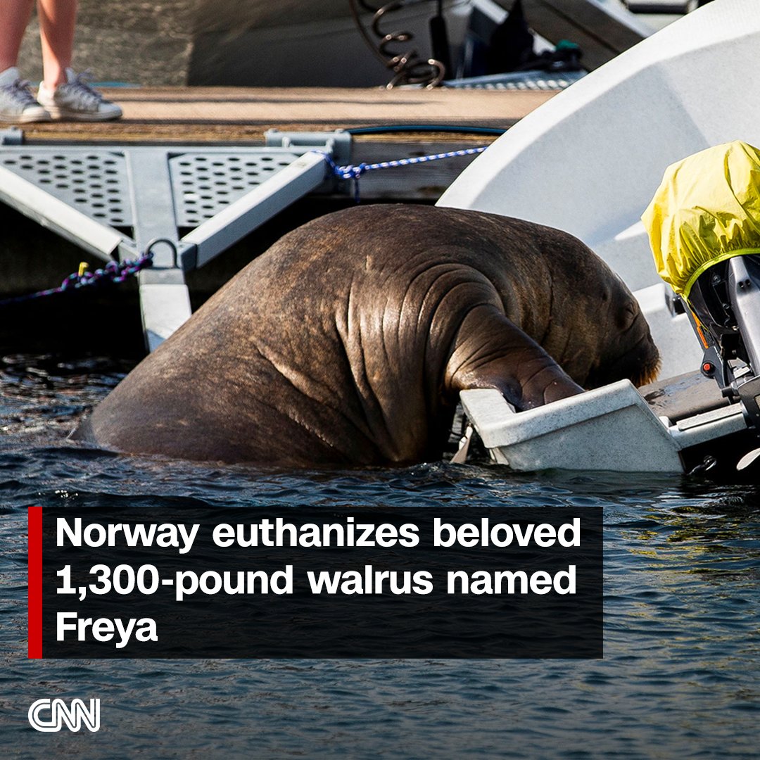 CNN's tweet photo. The Norwegian government euthanized its celebrity walrus Freya after warning the public to stay away from her. https://t.co/kQ6Qh4Lmp2 https://t.co/b3WCoYqCjP