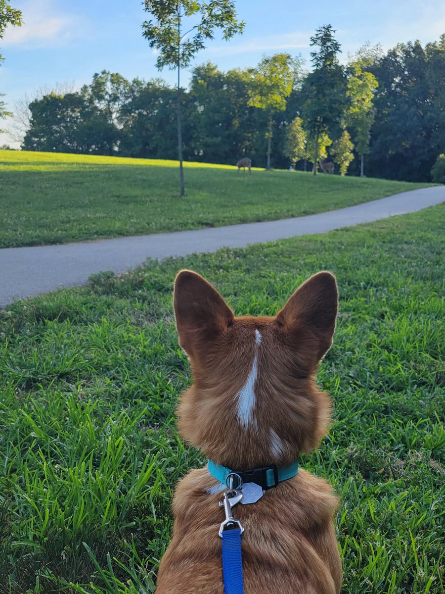 Do you see what Korra sees? #Corgi #goingforawalk #walkingthedog