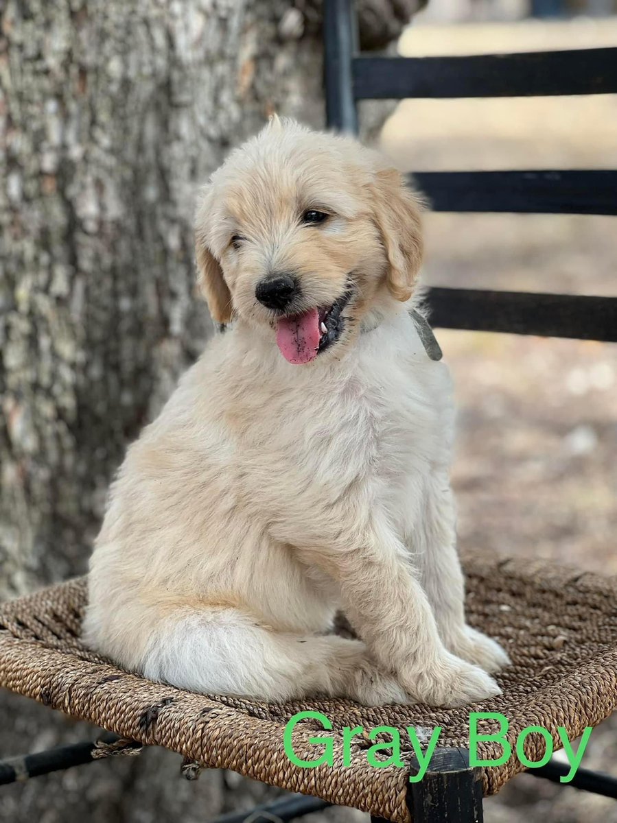 Riley_Stephens4's tweet photo. Twitter do your thing! F1 Golden doodles for sale! Message me for pricing and to reserve yours today! More pups and pics of mom and dad in comments! https://t.co/GXhS0U3GnV