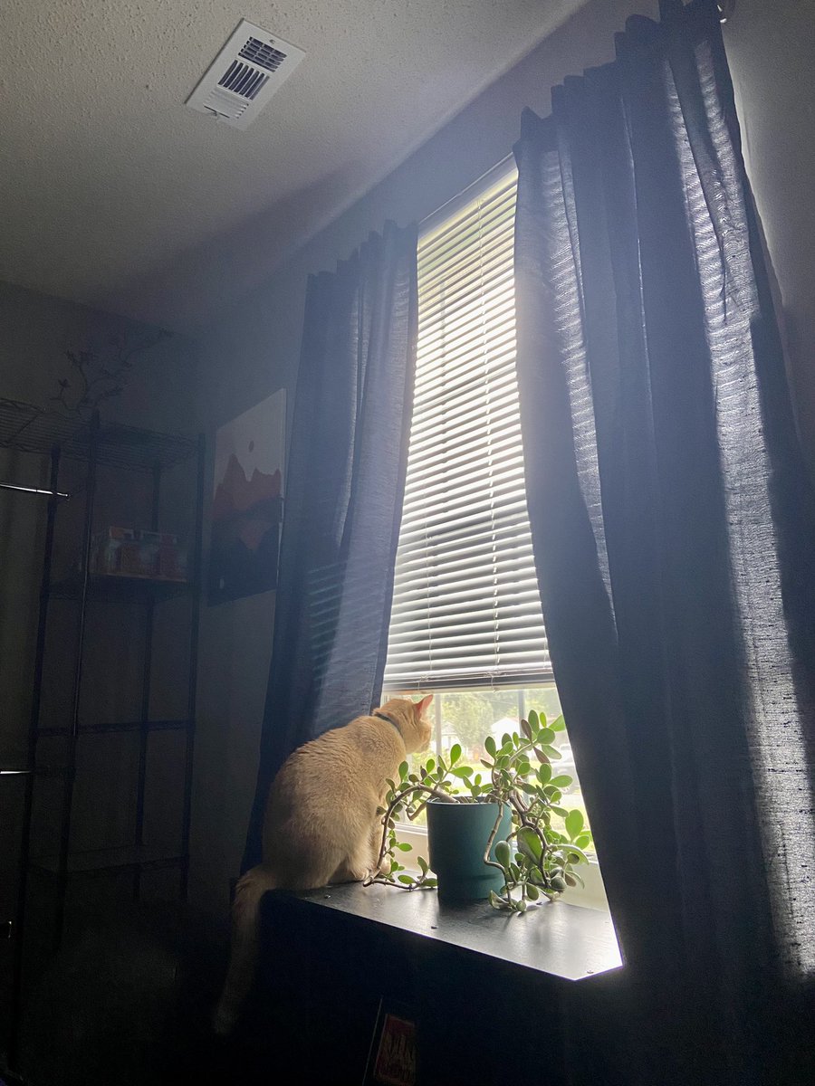 cegrosse's tweet photo. On the last Sunday before returning back to full weeks & teachers/staff reporting (yay!)…
Cheeto got extra cuddles, was allowed to sit in his favorite window that’s usually off limits, and I made two types of tomato sauces. 🍅 🐈 🪴 #selfcare #catmom #freecheeto https://t.co/IfBPY3IIqt