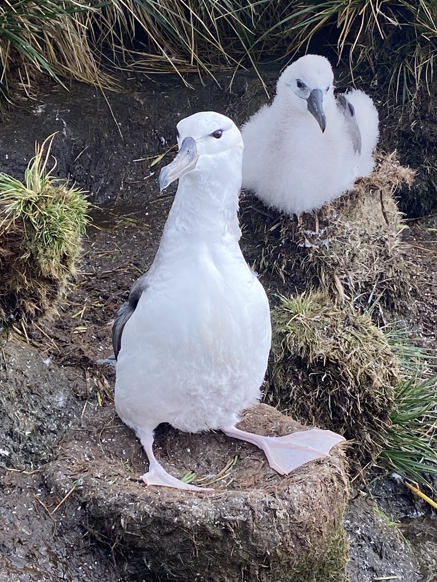ATF-Chile 🌊⛴🎣🌎🪶 #Albatros #Conservación tweet media