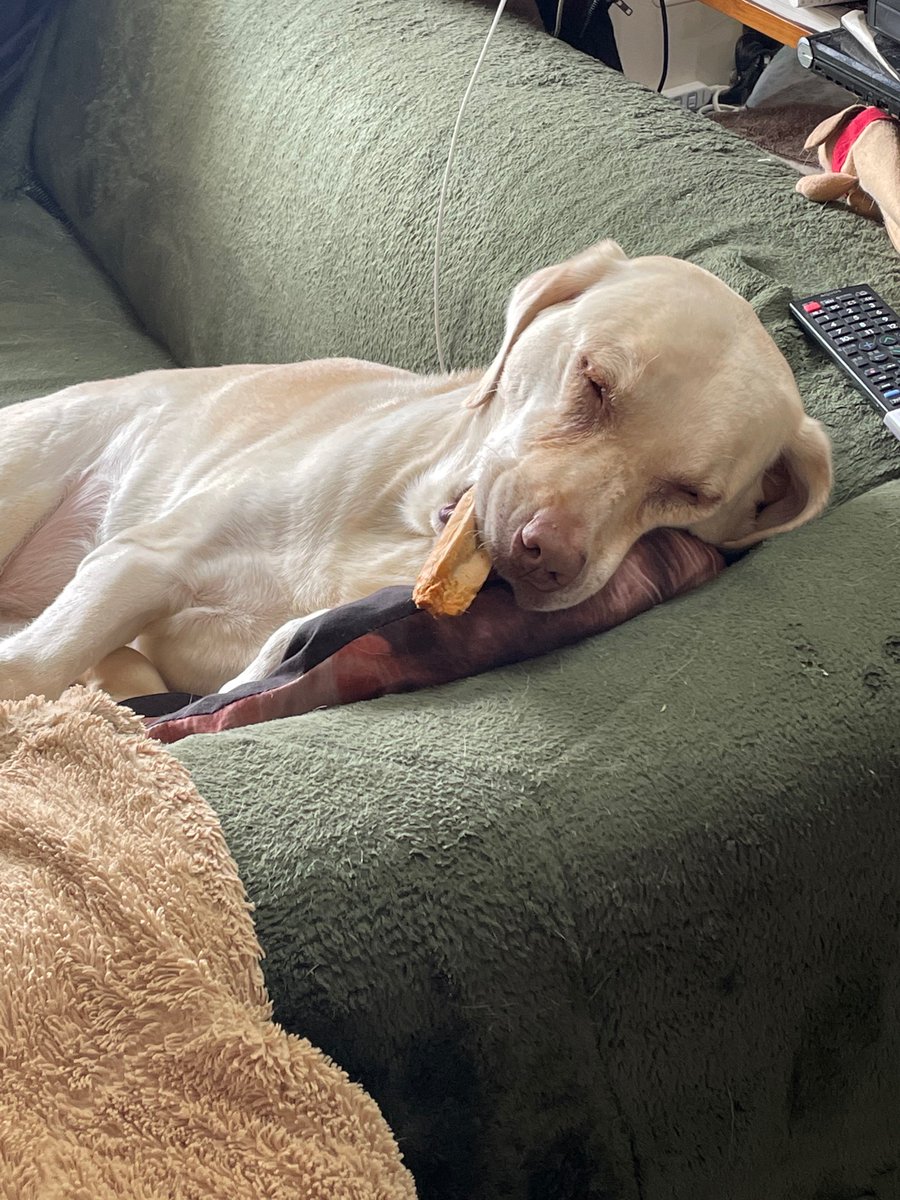 oh_mame69's tweet photo. 食べながら寝落ちした犬

#labradorretriever #ラブラドールレトリバー #犬 #眠い https://t.co/6vWH5yBnQ6