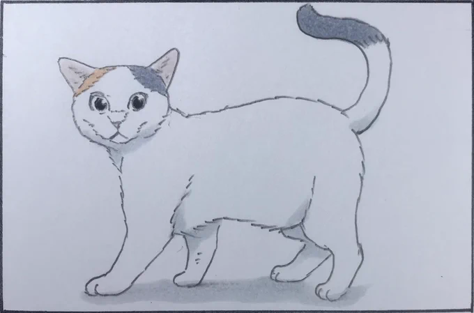 『猫って』 