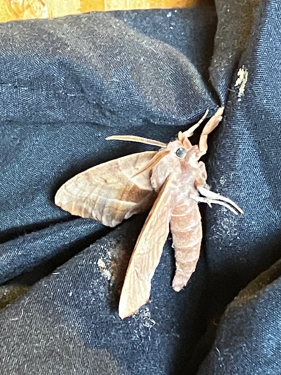 「Anyone want this large dead moth I found」|Rory Blankのイラスト