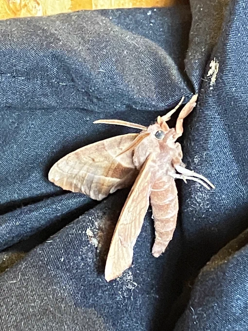 Anyone want this large dead moth I foundI don't know like maybe you collect dead moths or maybe you want to know what moths taste like?Idk what you people do with moths 