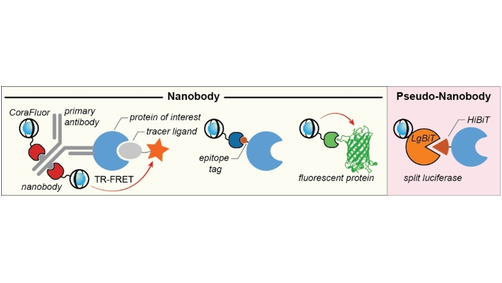 Wiley_Chemistry's tweet photo. From Analysis &amp; Sensing, check out this article titled "Tiny Titans: Nanobodies as Powerful Tools for TR-FRET Assay Development."

🔗: https://t.co/vMNITf7Smq

#Free access for a limited time. 
@Chemist_Payne, @mazit, @HarvardCCB, @chemical_phd, @MGHCSB 
@ChemEurope https://t.co/EnBZj49LTV