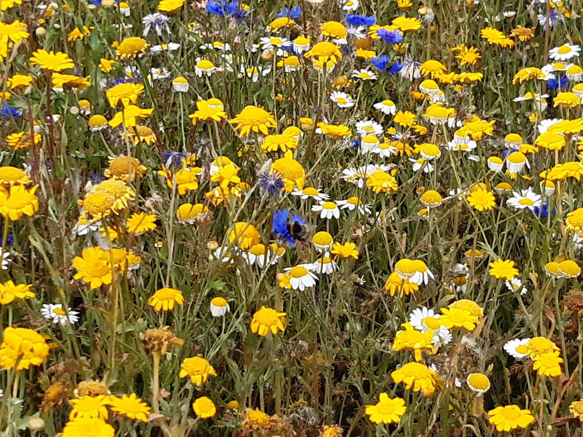 sum_holly's tweet photo. Beautiful - Lost Gardens of Helligan https://t.co/JcPyFiSBIv