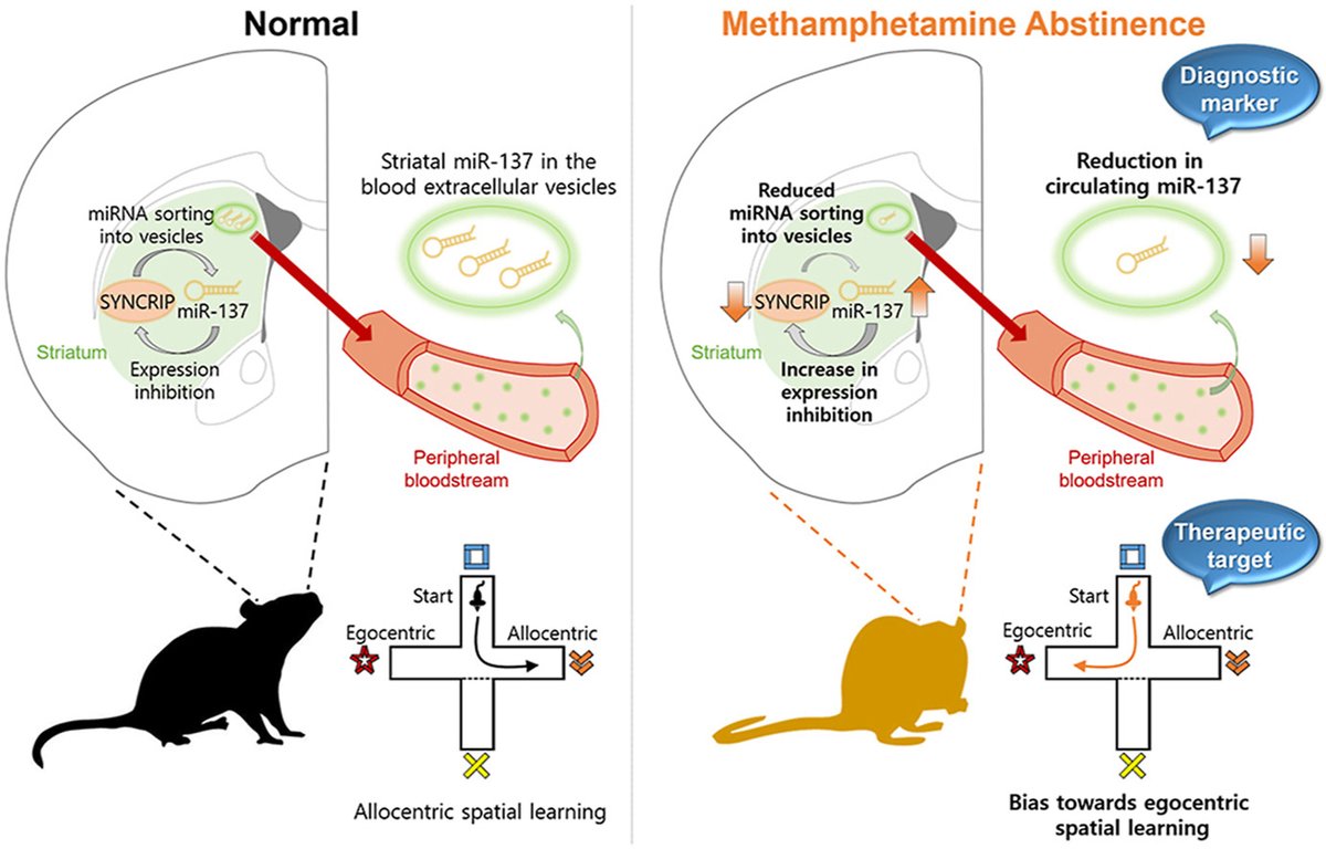 ActaPharmSinB's tweet photo. Article✍️#SYNCRIP controls miR-137 and striatal learning in animal models of #methamphetamine #abstinence. From Drs. Heh-In Im @UST_Korea& Kwang Pyo Kim @KistPublic; @ELSpharma.
https://t.co/7SVdpLgPo9 https://t.co/N8RoKf4XZm