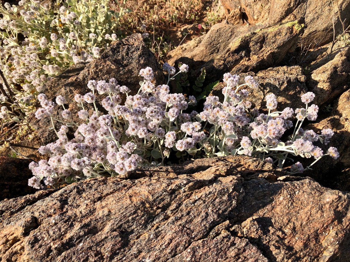 Lilmpearce's tweet photo. Magical break from the archives last week with Ptilotus obovatus (Silver-tails), Swainsona formosa (Sturt's Desert Pea) &amp; @kt_holmes38, Acacia tetragonophylla (Dead Finish) &amp; Eremophila alternifolia (Narrow-leaf Fuschia Bush) in a green Broken Hill, Wilyakali Country @latrobenews https://t.co/MSsLJPnX9b