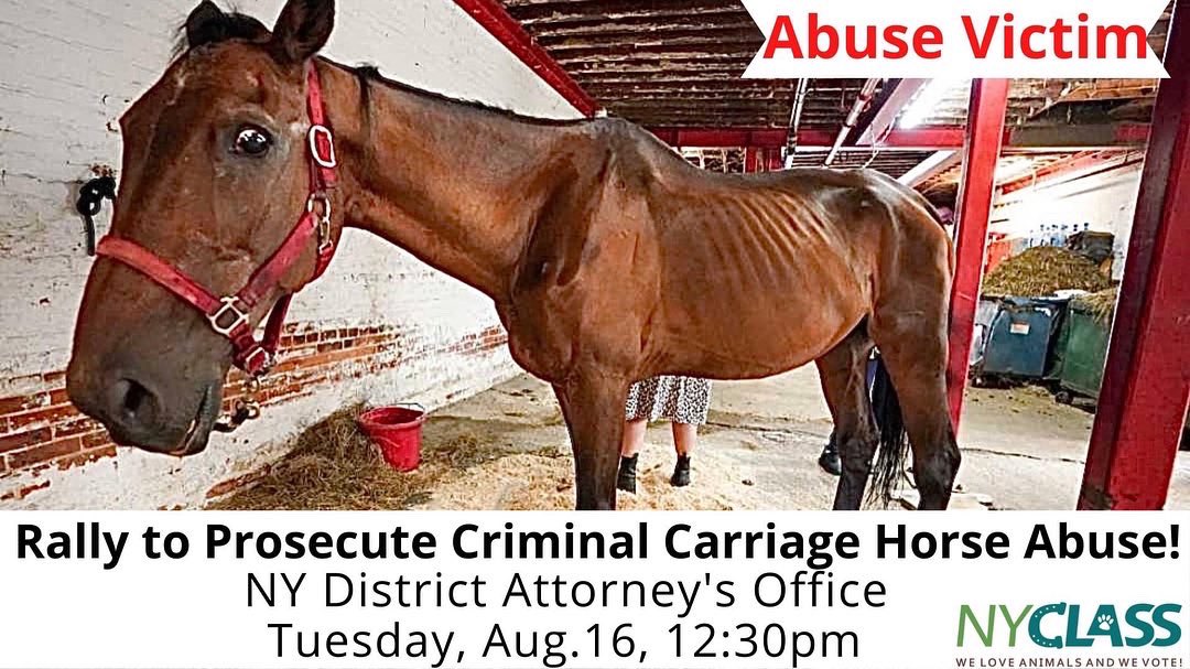 nyclass's tweet image. 🚨RALLY Tuesday at @ManhattanDA office with @bobholdennyc calling on Alvin Bragg to probe criminal animal cruelty charges against Ian Mckeever whose sick, emaciated horse collapsed. 

📢A witness exposing new, damning information will speak. 

➡️RSVP: fb.me/e/2MxnzCwph