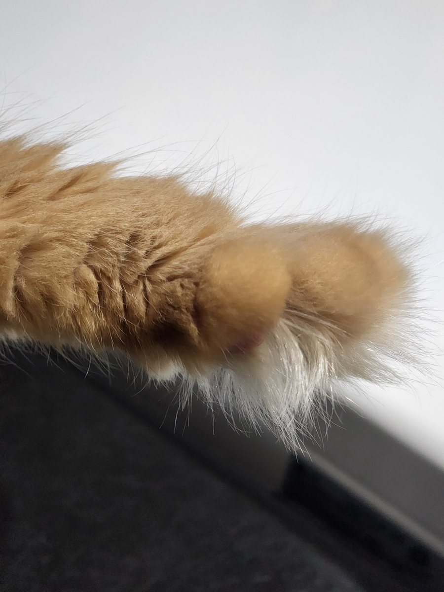 TheDailyFreya's tweet photo. floofy paw https://t.co/AFZp5ucMGg