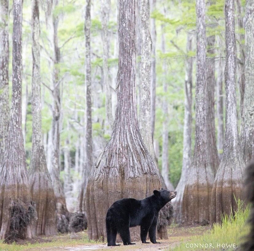 The right place at the right time. Amazing capture of a Florida Black Bear by @connorhowephoto Join us in exploring Florida and tag your finds with #floridaexplored 
.
#wildflorida #floridanature #naturalflorida #blackbear #lovefl #discoverflorida #flori… instagr.am/p/ChQsDFEMK9n/