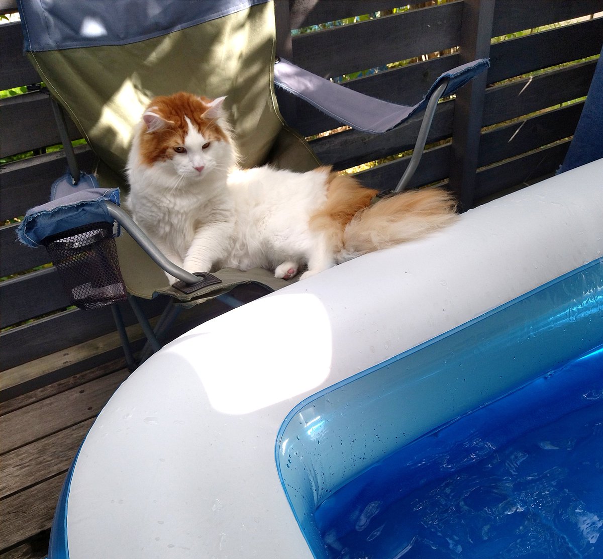 mainecoon_sette's tweet photo. リゾート気分で おはようございます🌴⛱️🍹
#メインクーン #メインクーン男の子 #長毛猫 #猫 #猫のいる暮らし #今日の猫 #おはようございます #リゾート気分 #お家プール #ウッドデッキ #maincoon #maincoonlovers #maincoonboy #cat #todayscat #goodmorning #wooddeck #wadingpool #kiddypool https://t.co/tans30fgZg