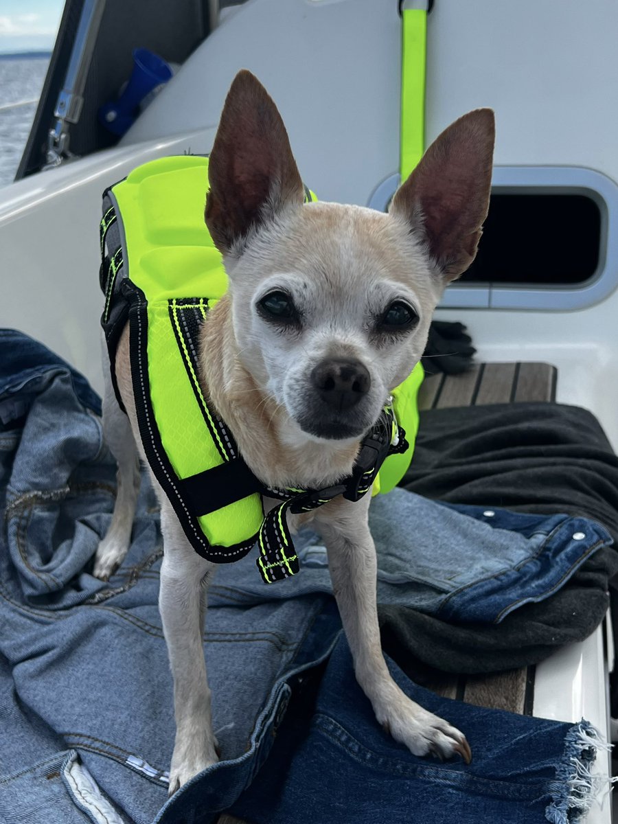 Gab21by's tweet photo. Boat Pup⛵️🌊☀️ https://t.co/dl51MaoUwo