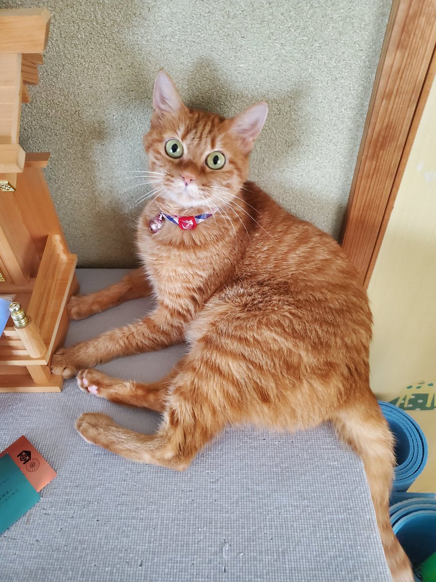 #猫がいる暮らし 
猫の神さま🐱