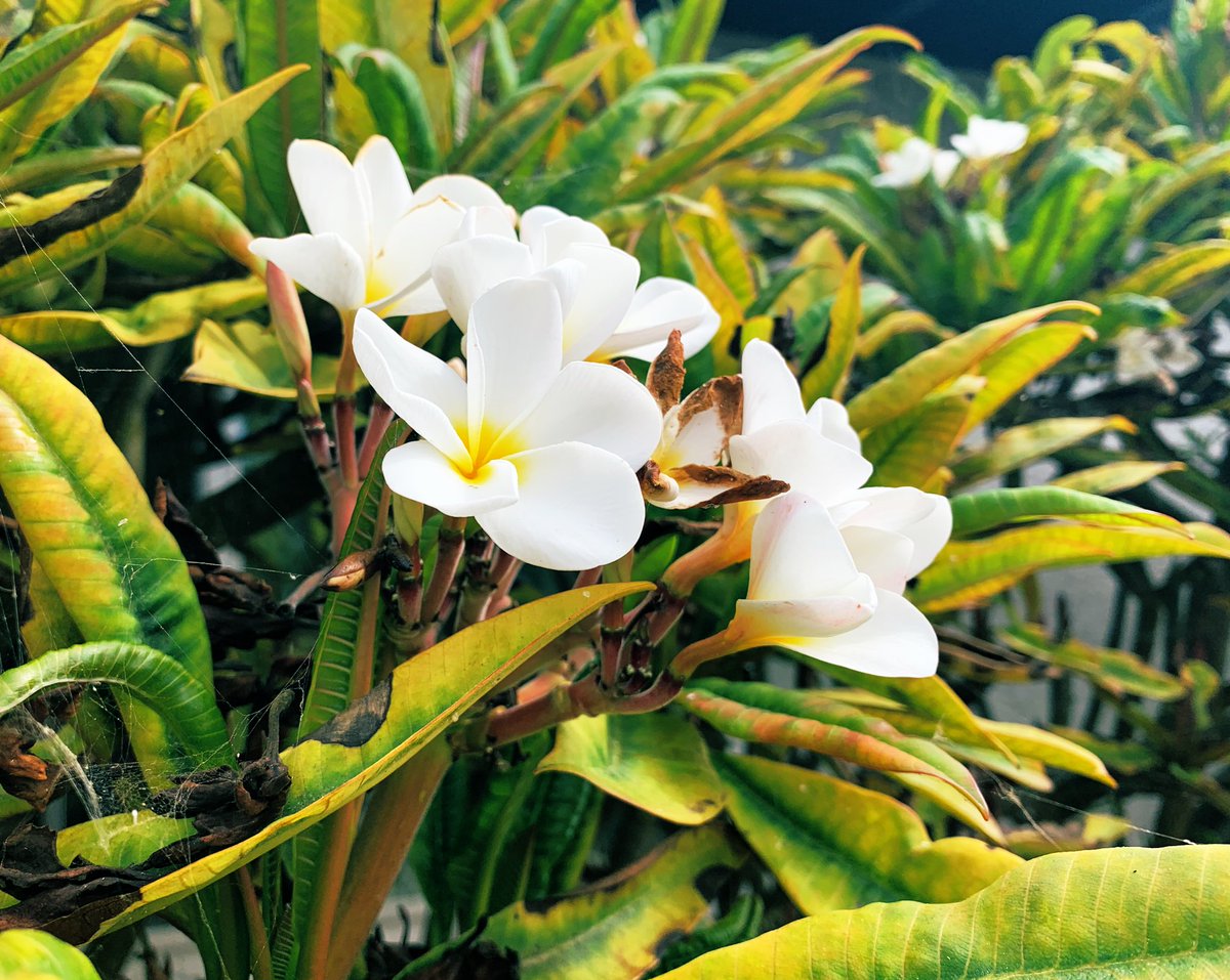 The plumeria are in full bloom this summer … grateful for beautiful little blessings #SummerVibes #Flowers