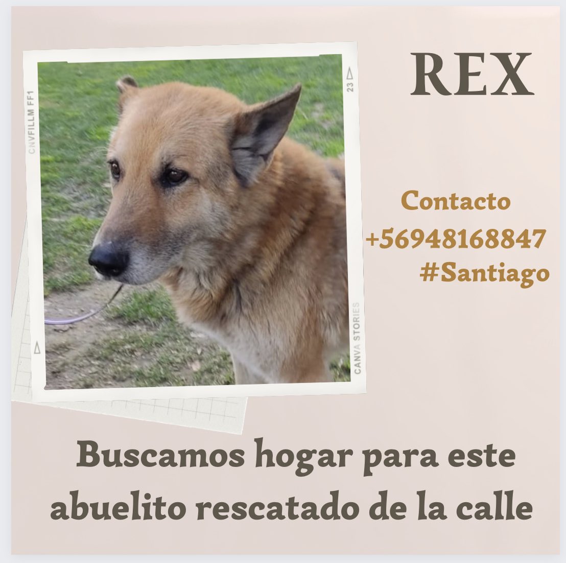 Porfa ayúdenme a encontrar un hogar para #Rex Pastor Alemán rescatado de calle, ahora está en un lugar improvisado, pero necesita un mejor lugar para pasar su vejez… #AyudemosARex 
Contacto +56948168847