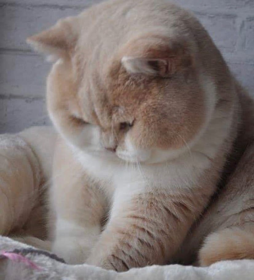 Mathew Piling tweet media