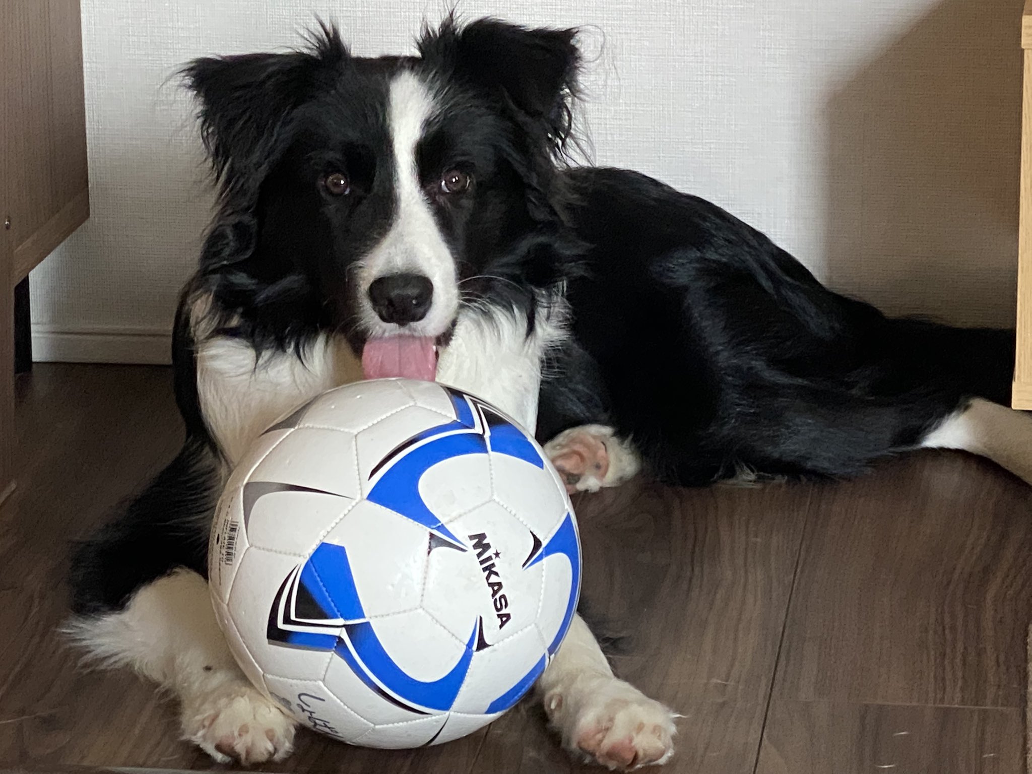 ショパンくん ボーダーコリー パパー サッカーしよー T Co Cv2i9hdkhs Twitter