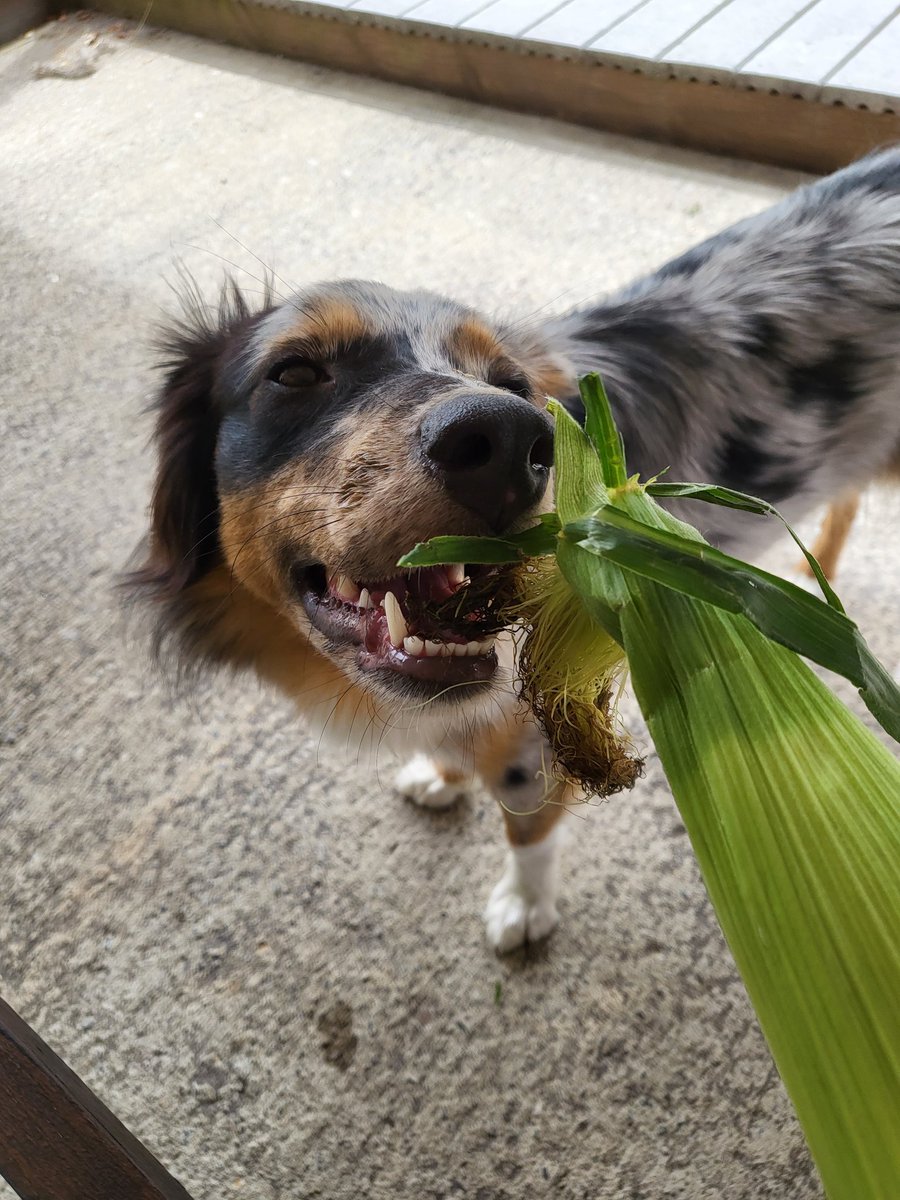 JodeaAnderson's tweet photo. Helping mom husk corn today but was a good girl and didn't eat any. https://t.co/2ONgkbwNpU