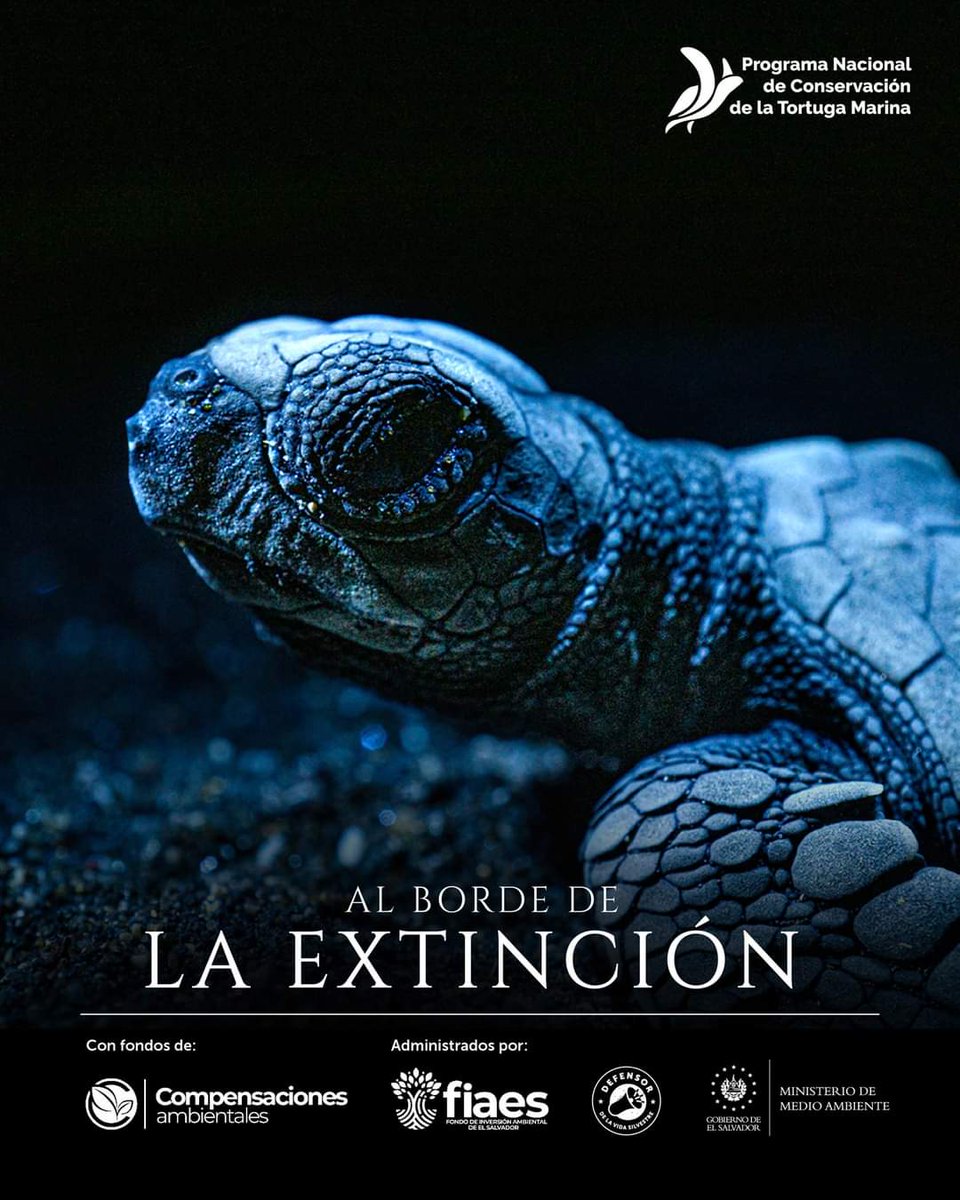 fiaes_sv's tweet photo. #FIAES | Te invitamos a ver el Capítulo 2: Tortugas Marinas #AlBordeDeLaExtinción, producida por el @MedioAmbienteSV

Esta serie documental ha sido desarrollada con fondos provenientes de Compensaciones Ambientales, administrados por @fiaes_sv

Enlace: https://t.co/HnCOBGY4aS 🐢 https://t.co/9IfTtdFU7f